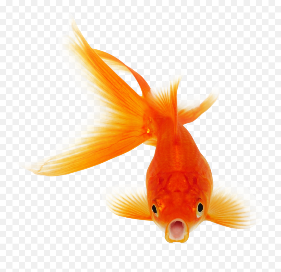 Download - Real Fish Png,Fish Png Transparent