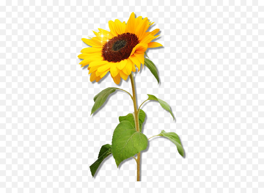 Clipart Sunflower Png Download - Clipart Sunflower Png,Sun Flower Png