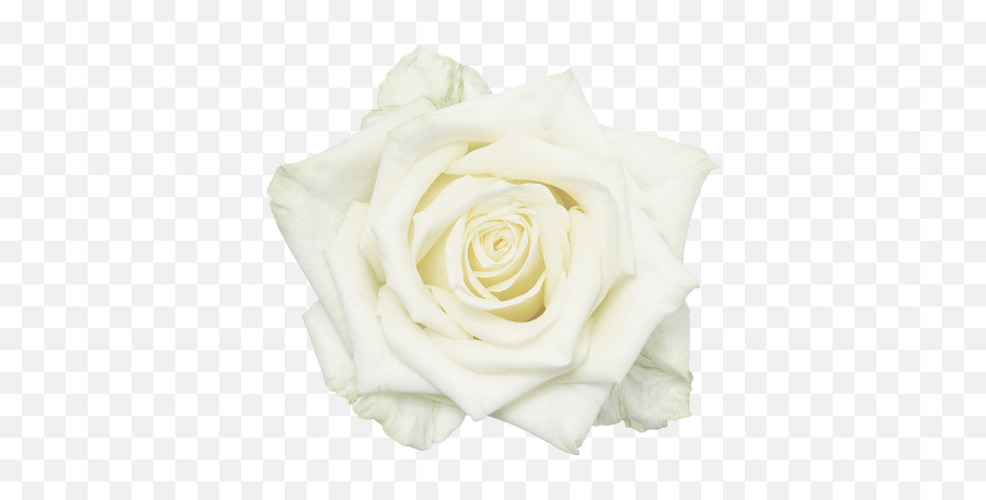 Garden Roses White Flower - White Roses Png Download 600 Garden Roses,White Roses Png