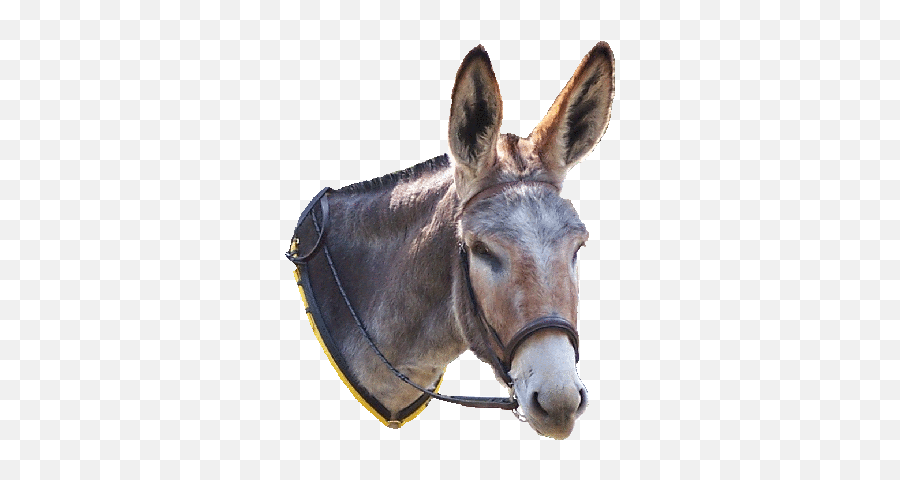 Download Hd Head - Donkey Head Png Transparent Png Image Donkey Head Png,Donkey Png