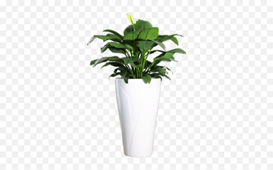 Ornamental Plant - Plant Pot Png,House Plant Png