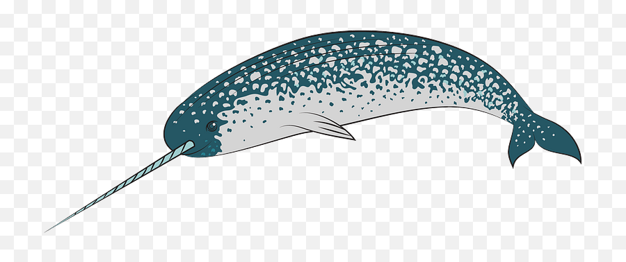 Narwhal Clipart Free Download Transparent Png Creazilla - Narwhal Clipart,Narwhal Png