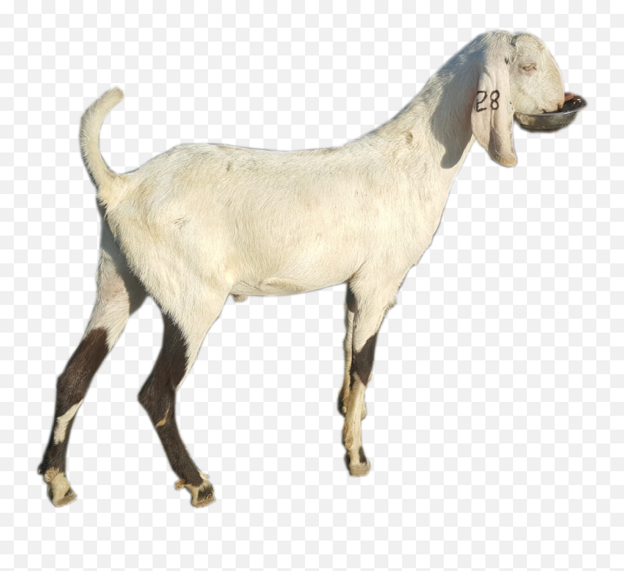 Our Goats - Goat Png,Goat Png