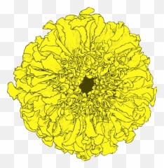 Marigold Tagetes Flower - Cartoon Dia De Los Muertos Flowers Png,Mexican Flowers Png