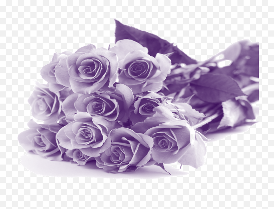 Mothers Day Transparent Png Images - Stickpng Mothers Day Purple Flowers,Happy Mothers Day Transparent