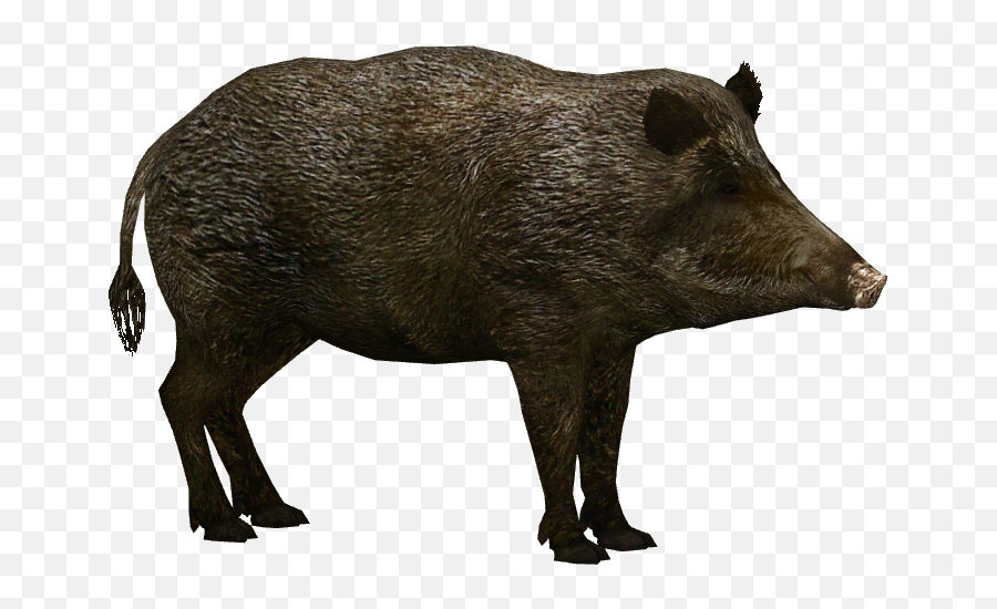 Hd Transparent Wild Boar - Wild Boar Png,Pig Transparent Background
