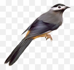 Png Background Full Hd Birds Tier3xyz - Png Birds Images With Transparent Background