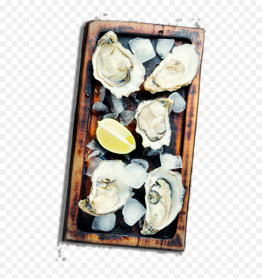 Culinary Croatia - Oysters Of Ston Tiostrea Chilensis Png,Oysters Png