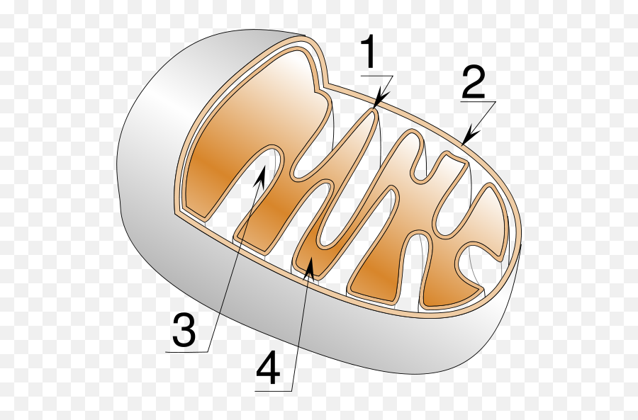 Inner Mitochondrial Membrane - Mitochondria Infertility Png,Mitochondria Png