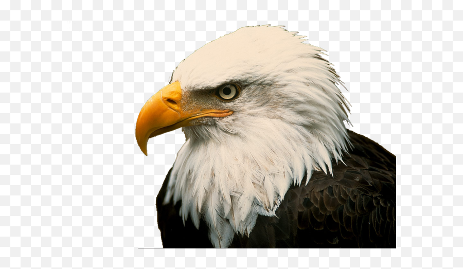 Download Hd American Eagle Png - American Bald Eagle,American Eagle Png