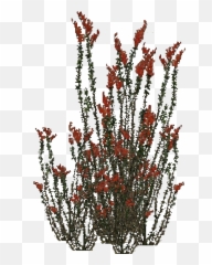 Ocotillo Bush - Plant Transparent Background png