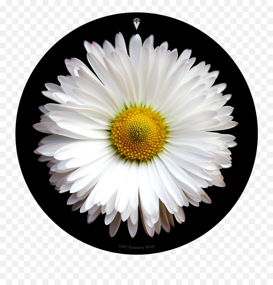 Download White Daisy Flower Drum Skin - Daisy Flower Wallpaper Hd Png,White Daisy Png