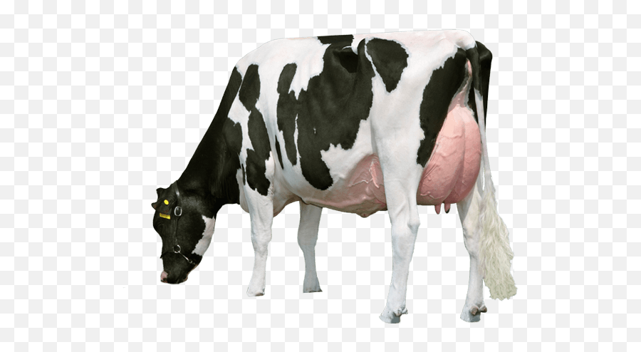 Png - Milk Cow Hd Png,Cattle Png