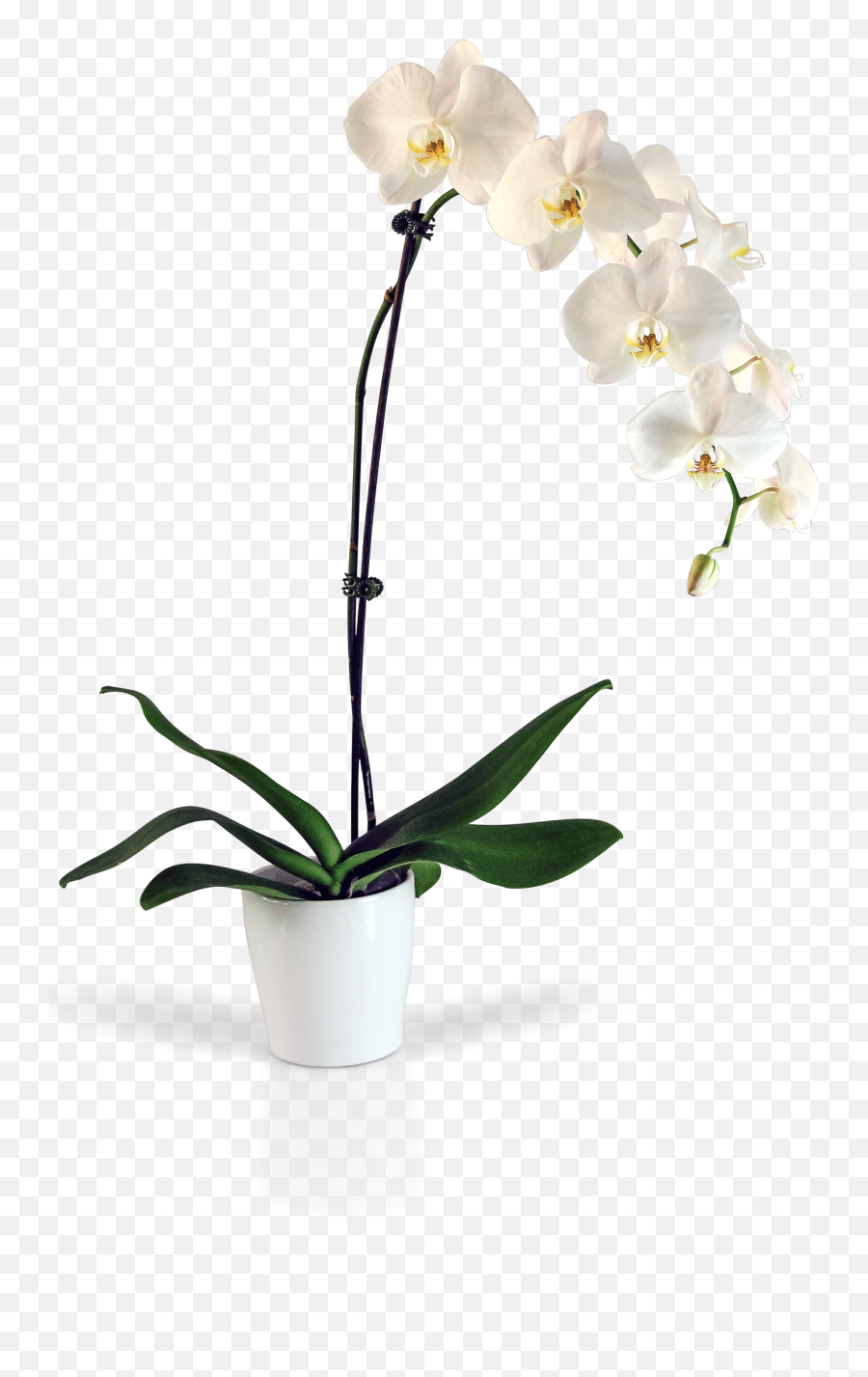 Orchid Flowers Png - Transparent Orchid Pot Png,Orchids Png