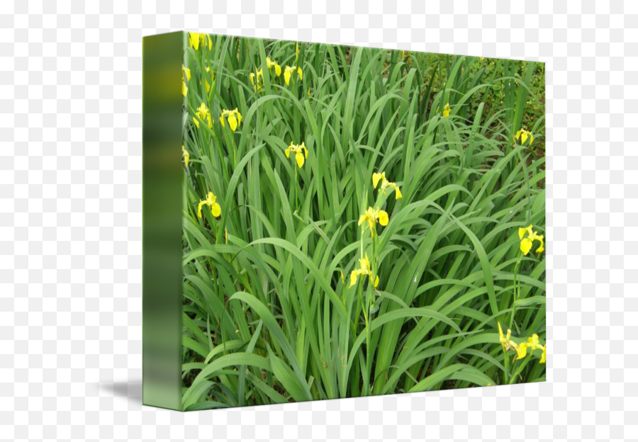 Yellow Flowers - Grassland Png,Green And Yellow Flower Logo