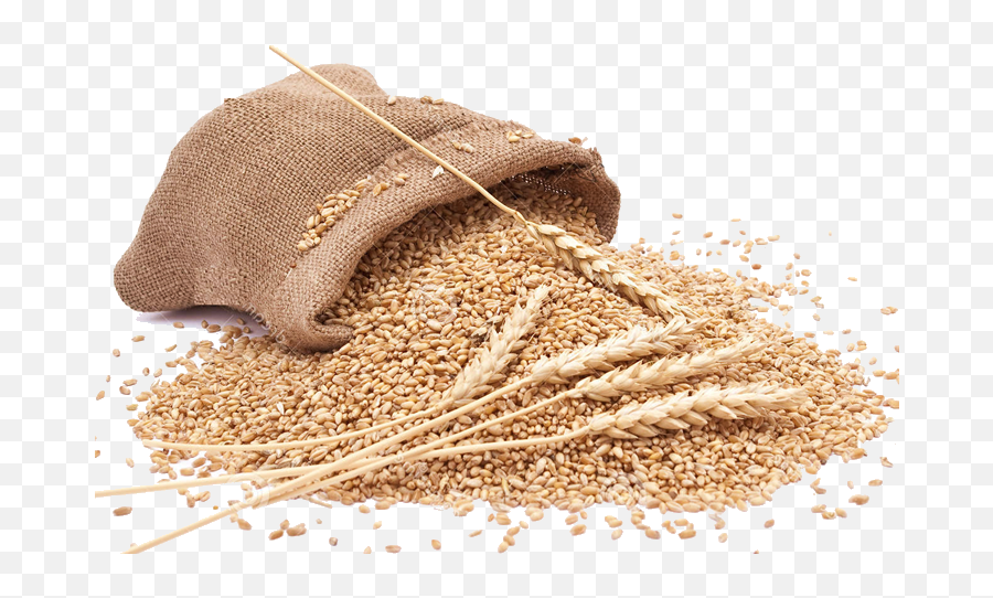 Grain Png Clipart - Grains Png,Grains Png