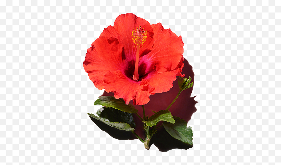 Best Ingredients For Hair Hibiscus Extract - Hawaiian Hibiscus Png,Hawaiian Flower Icon