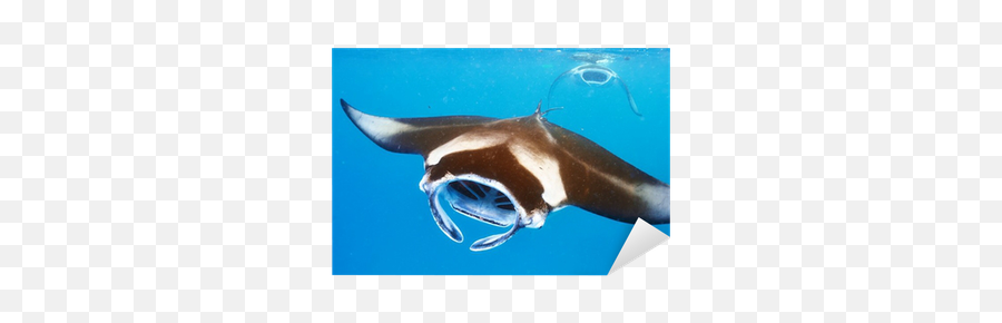 Sticker Manta Ray Floating Underwater - Pixersus Manta Ray Mouth Png,Manta Ray Icon