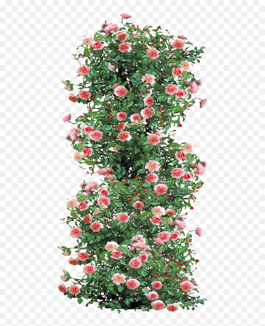 Normal Webp Extinsion Not Working Issue 7 Netpyoung - Climbing Rose Png,Ivy Png