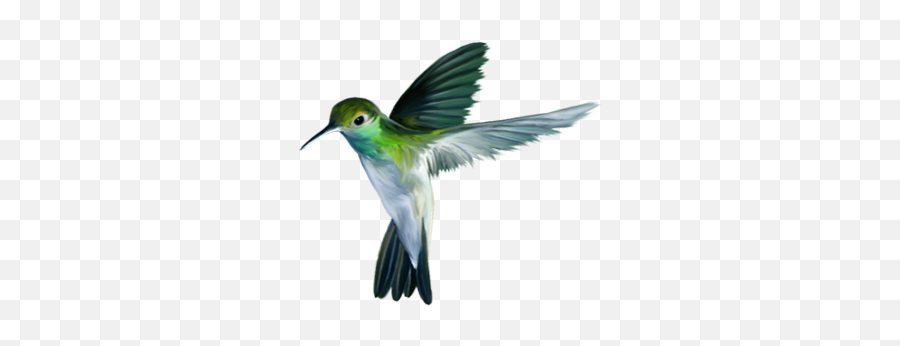 Bird Download Free Png Play - Hummingbird,Humming Bird Png
