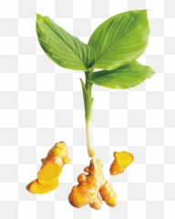 Turmeric Plant Png Image - Turmeric Plant Png,Turmeric Png