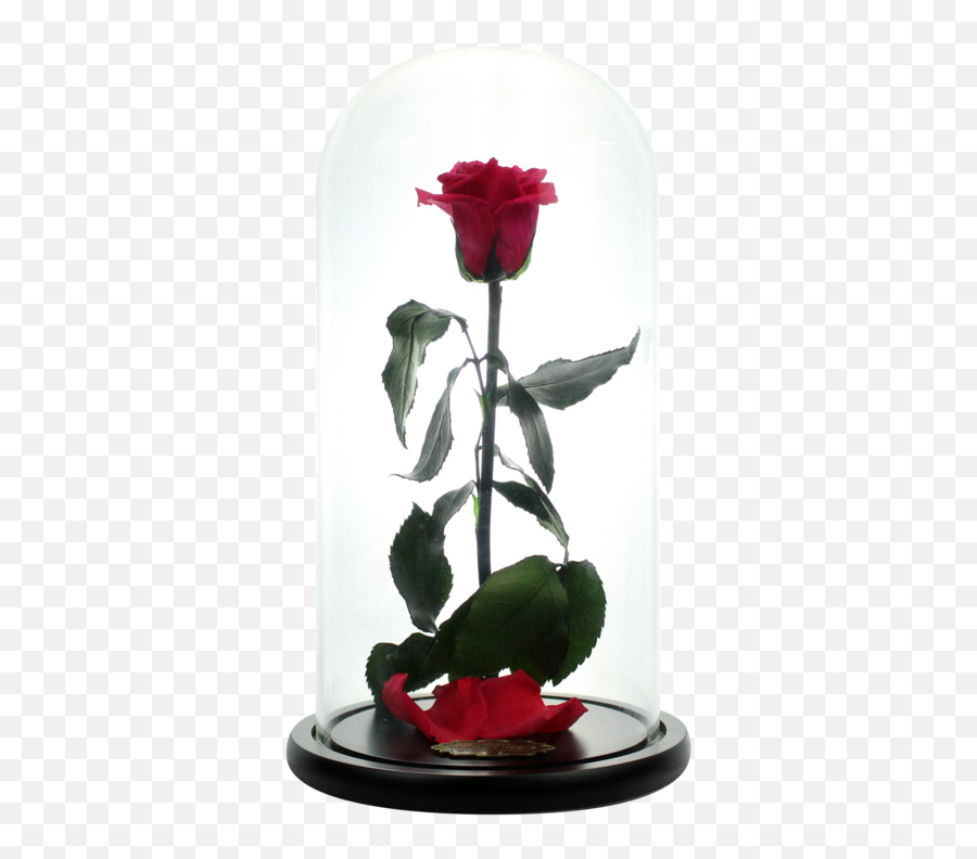 Watermelon Red Preserved Rose - Beauty Beast Rose Png,Beauty And The Beast Rose Png