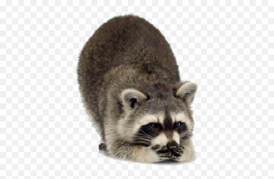 Raccoon Png Free Images 8 - Photo 6894 Transparent Raccoon Png Transparent,Raccoon Png