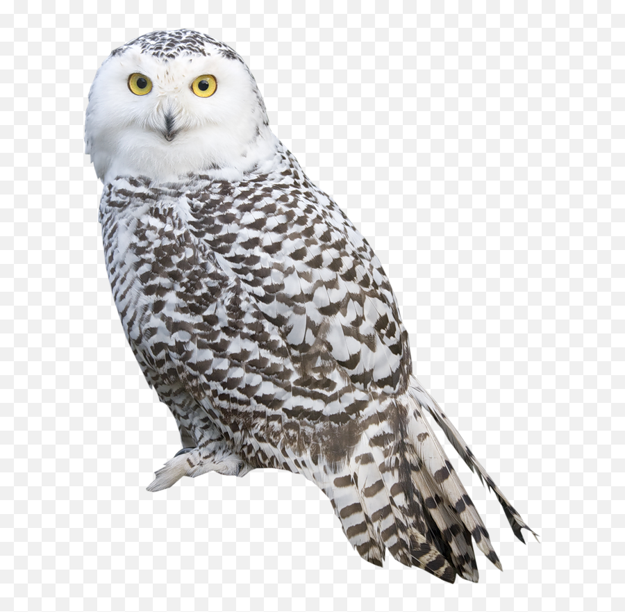 Download Barn Owl No Background Image - Owl Png,Owl Transparent