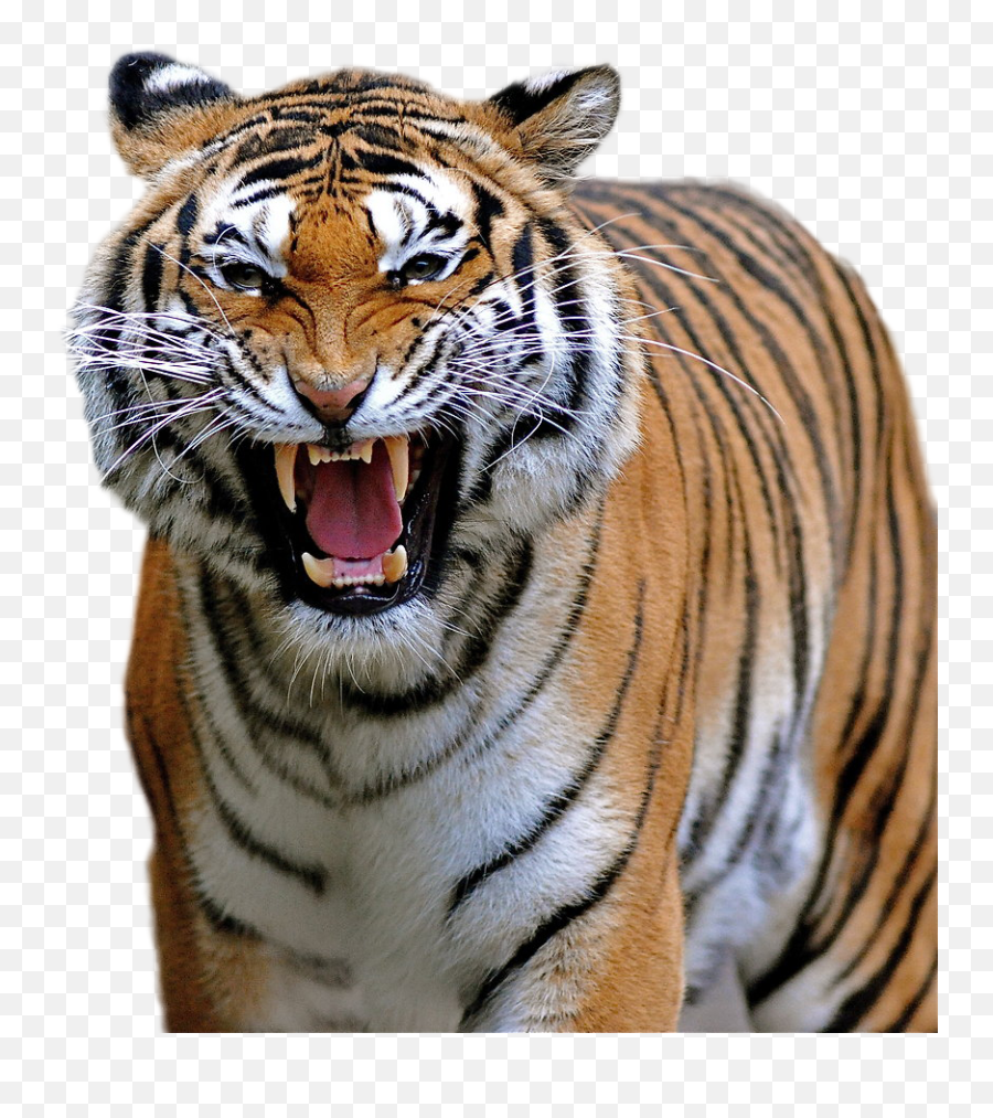 Download Hd Tiger Png Image - Transparent Background Tiger Roar Png,Tiger Png