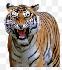 Download Hd Tiger Png Image - Transparent Background Tiger Roar Png,Tiger Png