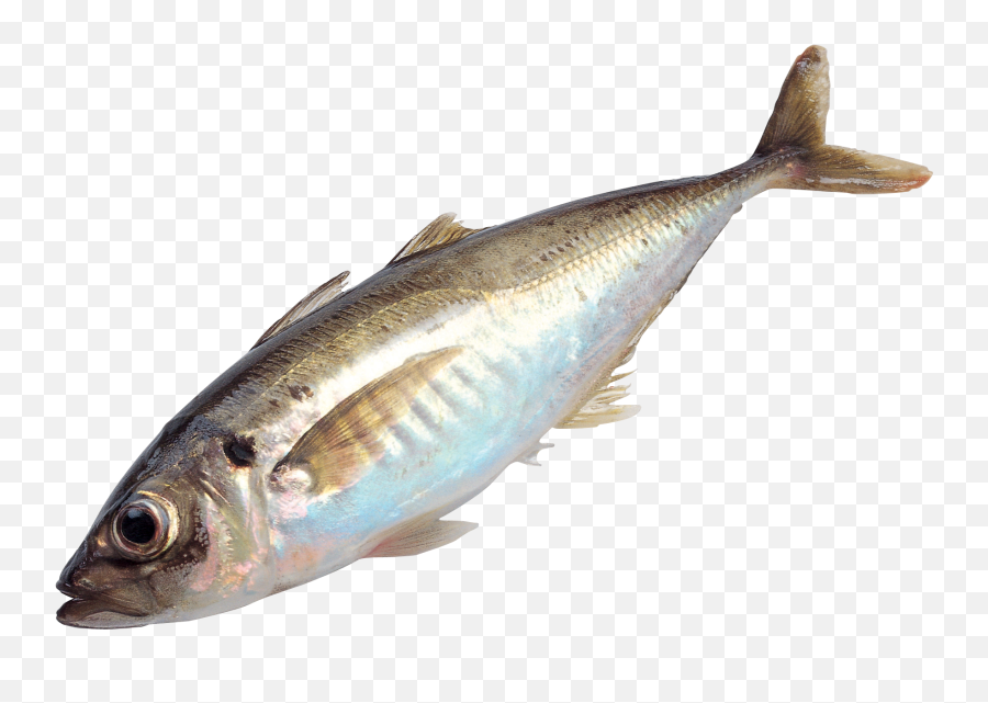 Picture Of Fish - Fish Png,Fish Png Transparent