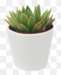 Succulent Aesthetic Cute Trendy - Succulent In White Pot Png,Succulent Png