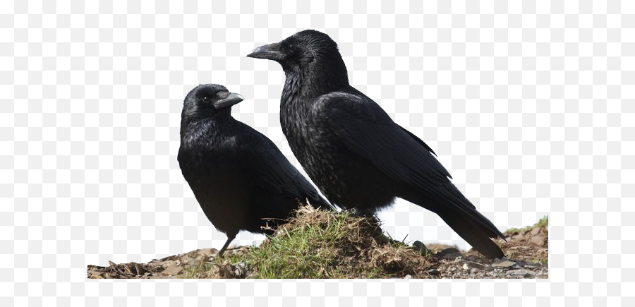 Crow Png Transparent Image - Crows Together,Crow Transparent