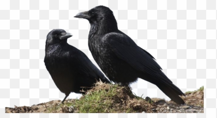 Crow Png Transparent Image - Crows Together,Crow Transparent