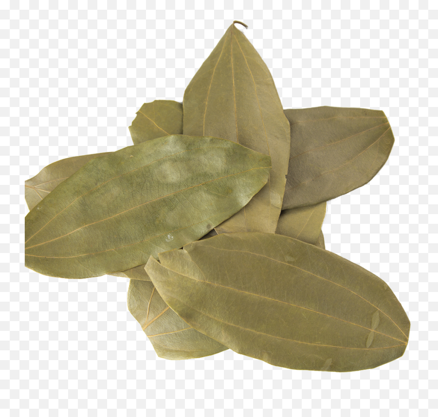 Indian Bay Leaves Tej Patta - Bay Leaf Spice Png,Laurel Leaves Png