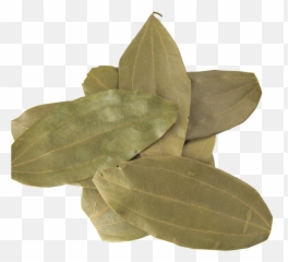 Indian Bay Leaves Tej Patta - Leaf Spice png
