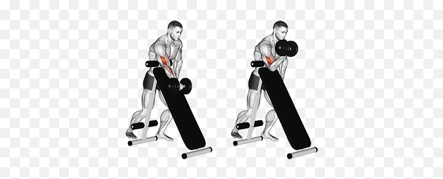Exercise Database Biceps18 - Standing One Arm Dumbbell Dumbbell Preacher Curl Png,Bicep Png