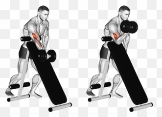 Exercise Database Biceps18 - Standing One Arm Dumbbell Dumbbell Preacher Curl Png,Bicep Png
