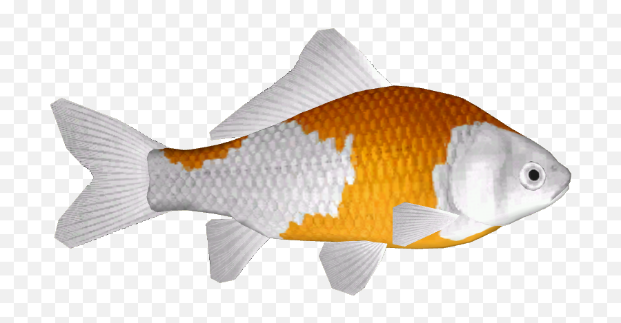 Download Hd Common Goldfish 13 - Anemone Fish Transparent Goldfish Png,Gold Fish Png