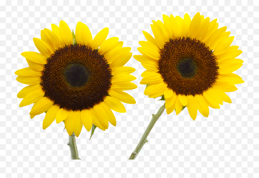Two Cut Sunflowers Common Sunflower Petal Yellow - Sunflower Png,Sunflower Png