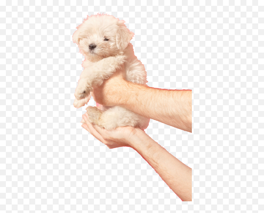 Image About Cute In Creativity Editing Needs By Elena - Transparent Puppy Png,Cute Puppy Png