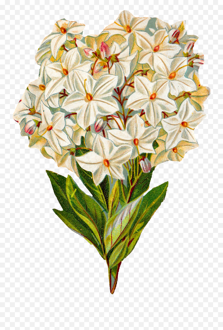 Hydrangea Clipart - Illustration Vintage Botanical Art Png,Hydrangea Png