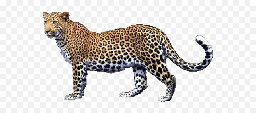 Leopard Png Free Download 17 - Transparent Background Leopard Png,Leopard Png