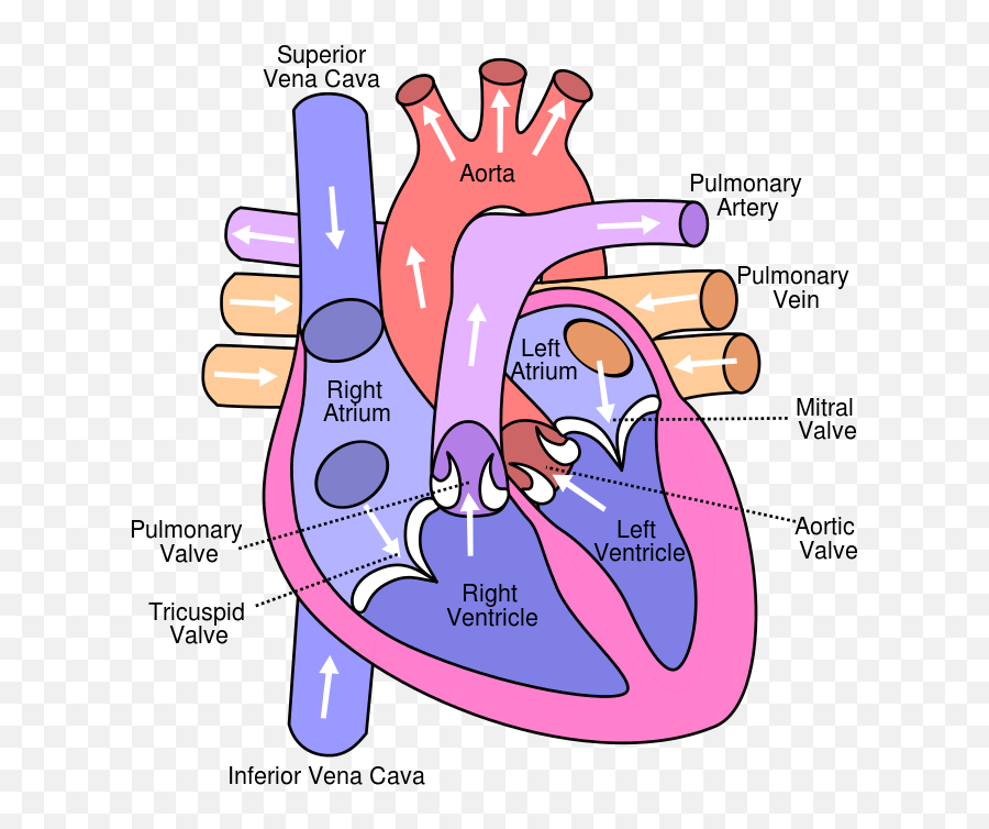 Diagram Of The Human Heart - Structure Carries Deoxygenated Blood Back Png,Human Heart Png