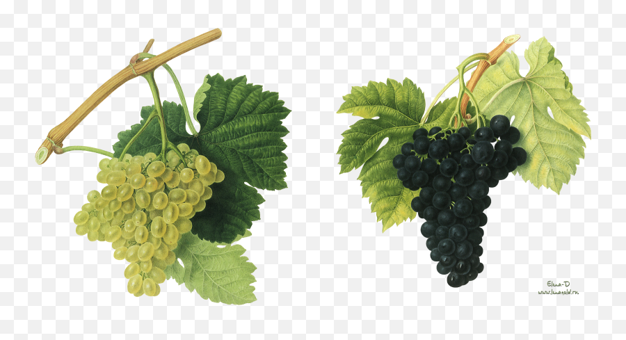 Grapes Transparent Background Png - Red Wine,Grapes Transparent Background