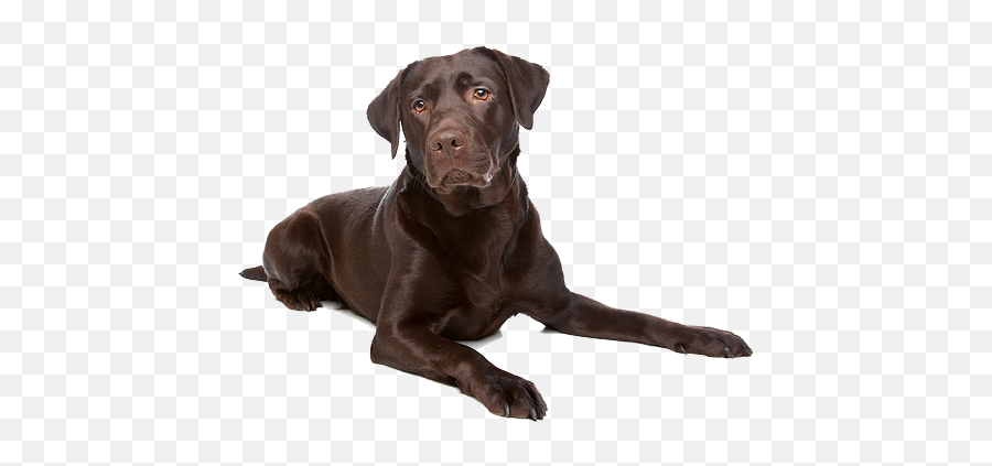 Labrador Retriever Dog Breed - Chocolate Lab Transparent Background Png,Black Lab Png