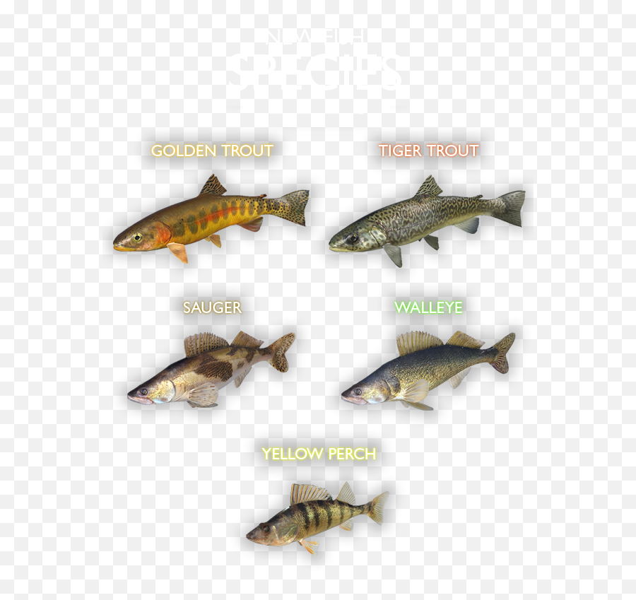 Swedish Fish Png - Maybe You Should Find Out For Yourself Pacific Salmons And Trouts,Trout Png