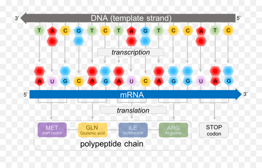 Download Predicting Polypeptide Chains From Dna - Mrna Vertical Png,Dna Strand Png