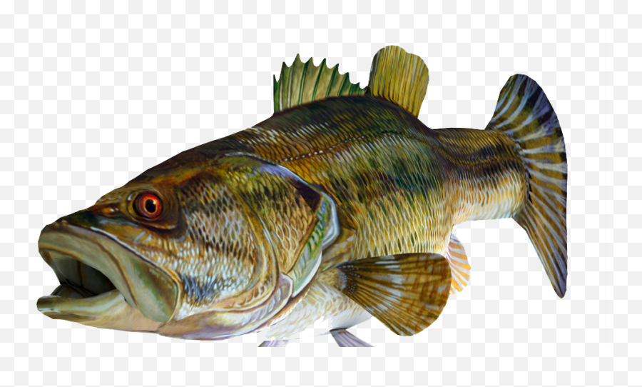 Redeye Bass 3d Fish Png Image With - Large Mouth Bass,Fish Transparent Background