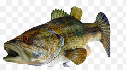 Redeye Bass 3d Fish Png Image With - Large Mouth